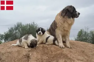 Lire la suite à propos de l’article Mastín del Pirineo Éleveurs et chiots au Danemark