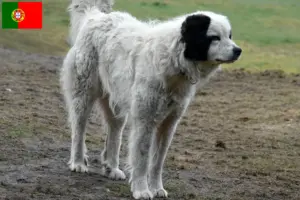Lire la suite à propos de l’article Mastín del Pirineo Éleveurs et chiots au Portugal