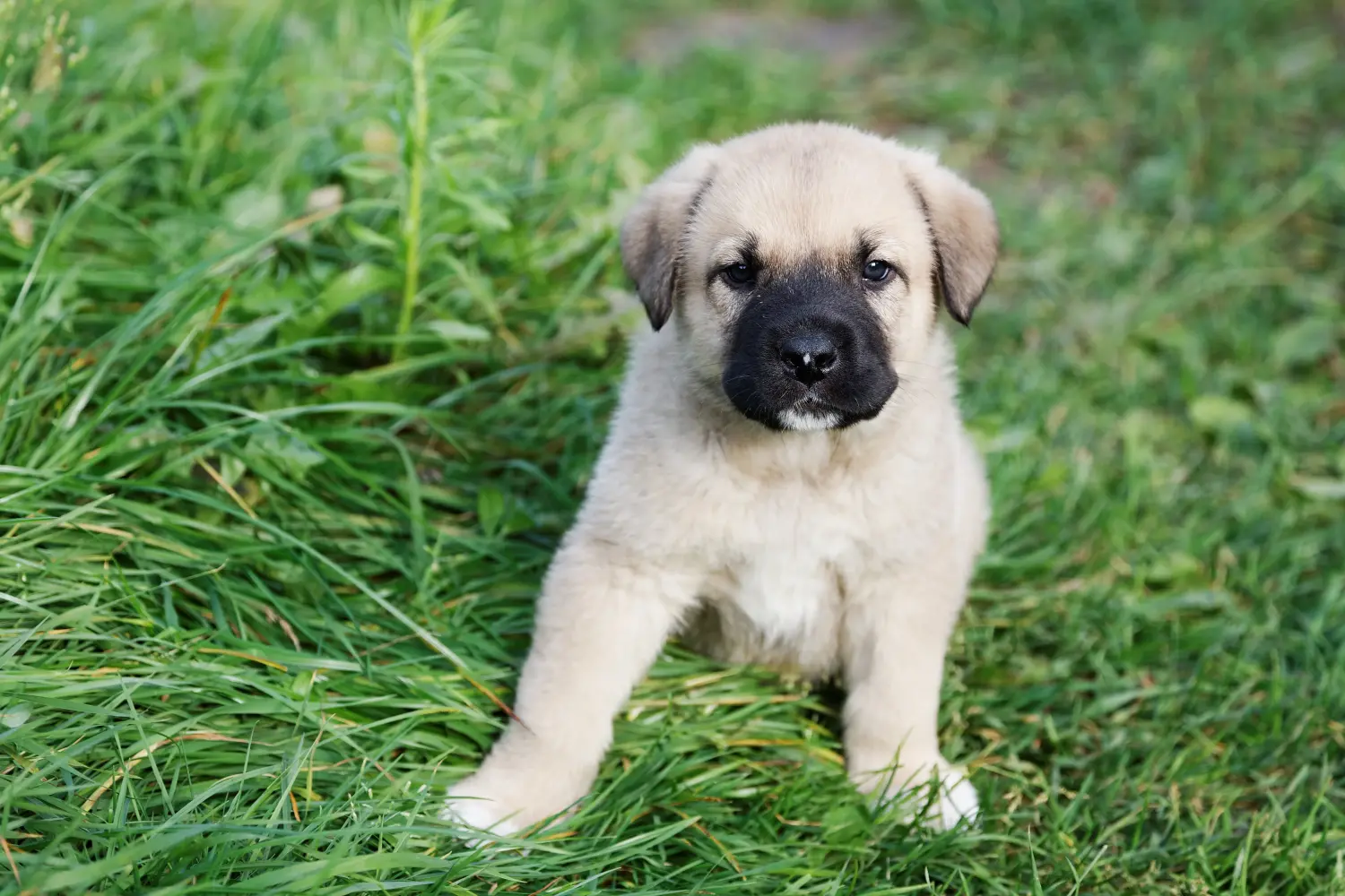 Acheter un chiot mastín español, c'est prendre ses responsabilités ! Acheter des chiots Mastín Español.