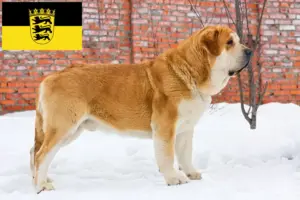 Lire la suite à propos de l’article Mastín Español Éleveurs et chiots en Baden-Württemberg