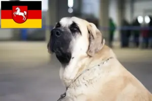 Lire la suite à propos de l’article Mastín Español Éleveurs et chiots en Basse-Saxe