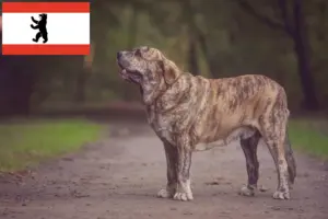 Lire la suite à propos de l’article Mastín Español Éleveurs et chiots à Berlin