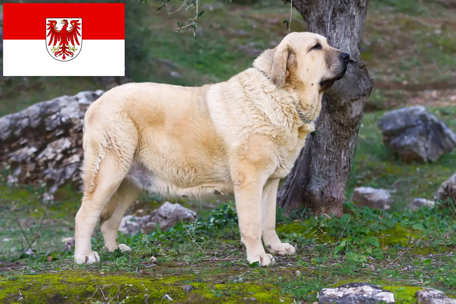 Mastín Español Chiots et éleveurs Brandenburg Ici vous trouverez des éleveurs de Mastín Españols dans le Brandebourg.