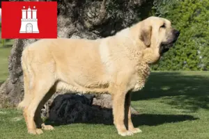 Lire la suite à propos de l’article Mastín Español Éleveurs et chiots à Hambourg