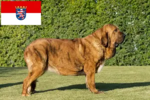 Lire la suite à propos de l’article Mastín Español Éleveurs et chiots en Hesse