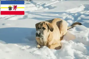Lire la suite à propos de l’article Mastín Español Éleveurs et chiots dans le Mecklembourg-Poméranie occidentale