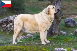 Lire la suite à propos de l’article Mastín Español Éleveurs et chiots en République tchèque