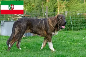 Lire la suite à propos de l’article Mastín Español Éleveurs et chiots en Rhénanie-du-Nord-Westphalie