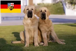 Lire la suite à propos de l’article Mastín Español Éleveurs et chiots en Sarre