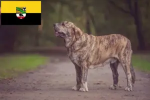 Lire la suite à propos de l’article Mastín Español Éleveurs et chiots en Saxe-Anhalt