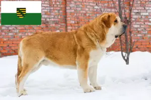 Lire la suite à propos de l’article Mastín Español éleveurs et chiots en Saxe