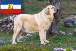 Lire la suite à propos de l’article Mastín Español Éleveurs et chiots dans le Schleswig-Holstein