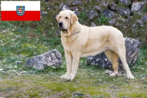 Lire la suite à propos de l’article Mastín Español Éleveurs et chiots en Thuringe