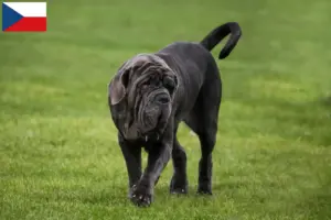 Lire la suite à propos de l’article Mastino Napoletano éleveurs et chiots en République tchèque