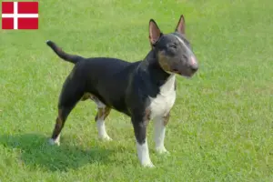 Lire la suite à propos de l’article Éleveurs de Miniature Bull Terrier et chiots au Danemark