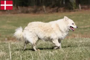 Lire la suite à propos de l’article Éleveurs de Mudi et chiots au Danemark