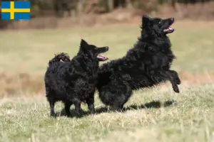 Lire la suite à propos de l’article Éleveurs de Mudi et chiots en Suède
