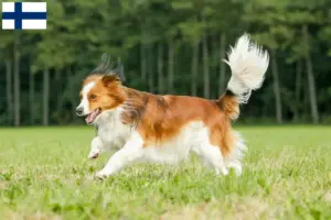 Lire la suite à propos de l’article Nederlandse Kooikerhondje éleveurs et chiots en Finlande