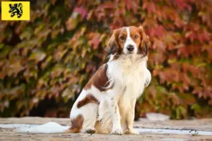 Lire la suite à propos de l’article Nederlandse Kooikerhondje éleveurs et chiots en Flandre