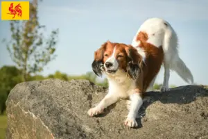 Lire la suite à propos de l’article Nederlandse Kooikerhondje éleveurs et chiots en Région Wallonne