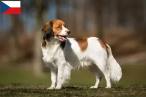 Lire la suite à propos de l’article Nederlandse Kooikerhondje éleveurs et chiots en République tchèque