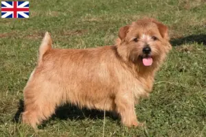 Lire la suite à propos de l’article Eleveurs de Norfolk Terriers et chiots en Grande-Bretagne