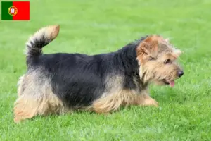 Lire la suite à propos de l’article Éleveurs de Norfolk Terriers et chiots au Portugal
