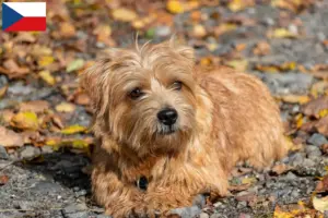 Lire la suite à propos de l’article Norfolk Terrier éleveurs et chiots en République tchèque