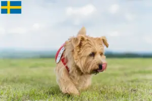 Lire la suite à propos de l’article Norfolk Terrier éleveurs et chiots en Suède