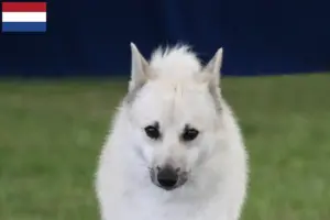 Lire la suite à propos de l’article Éleveurs de Buhunds norvégiens et chiots aux Pays-Bas