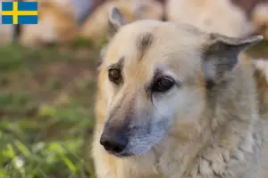Lire la suite à propos de l’article Éleveurs de Buhunds norvégiens et chiots en Suède