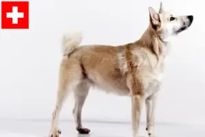 Lire la suite à propos de l’article Éleveurs de Buhunds norvégiens et chiots en Suisse