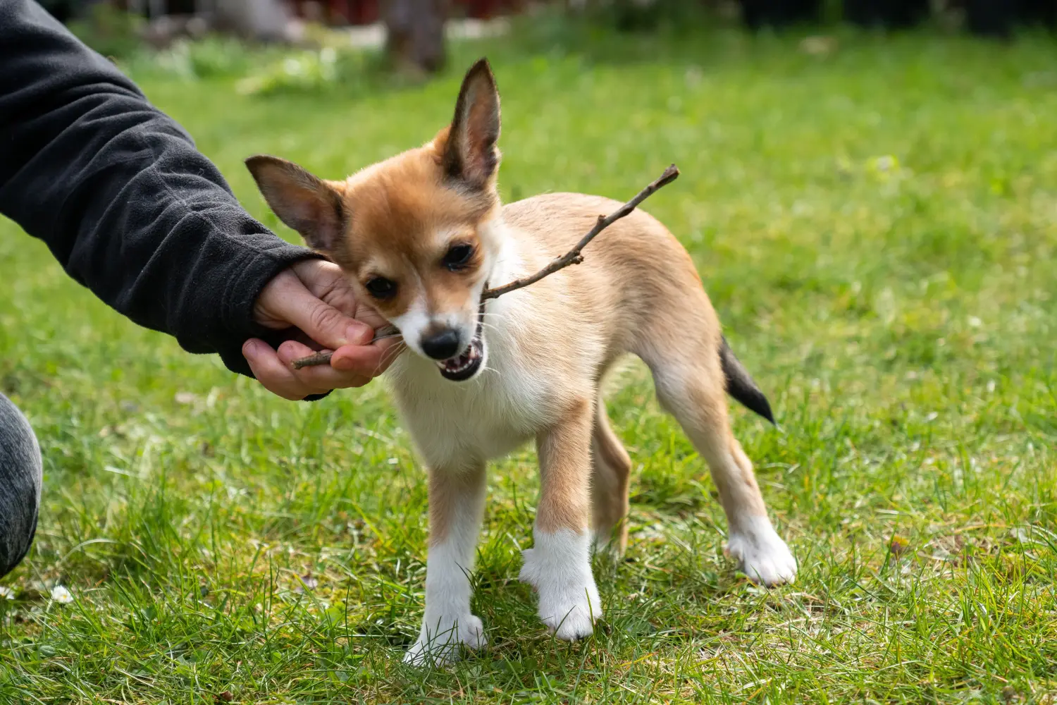 Acheter un chiot Lundehund norvégien, c'est prendre ses responsabilités ! Acheter un chiot Lundehund norvégien.