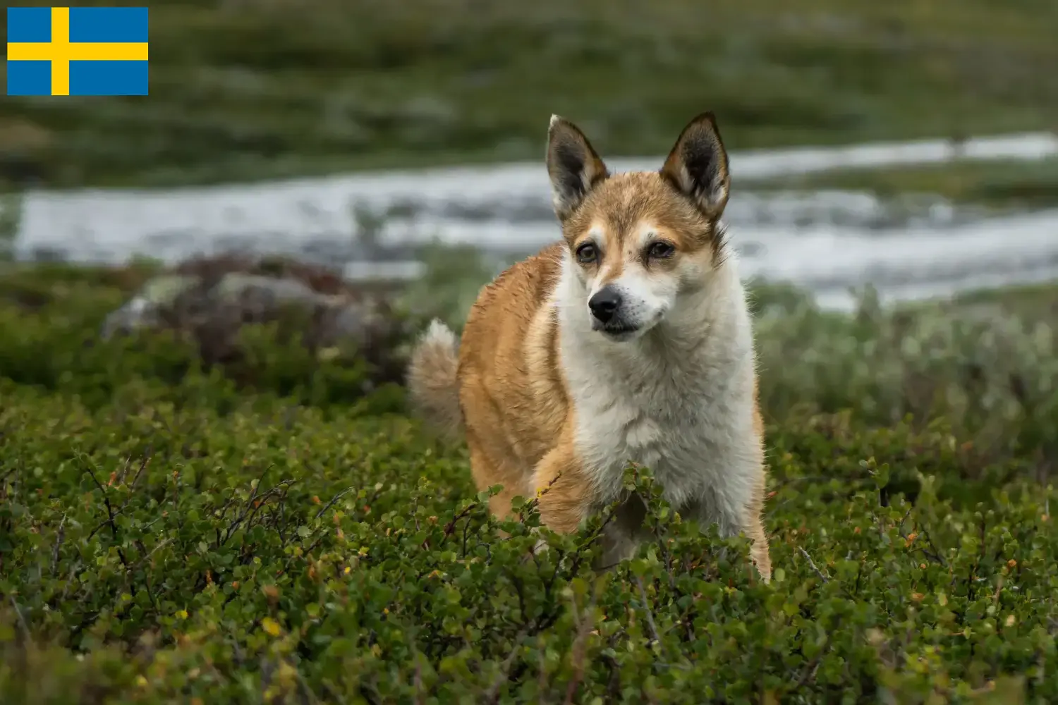 Norvégien Lundehund chiots et éleveurs Suède Ici, tu trouveras des éleveurs de Lundehunde norvégiens en Suède.
