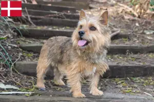 Lire la suite à propos de l’article Norwich Terrier éleveurs et chiots au Danemark