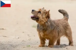 Lire la suite à propos de l’article Norwich Terrier éleveurs et chiots en République tchèque