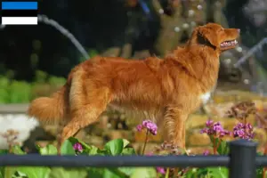 Lire la suite à propos de l’article Nova Scotia Duck Tolling Retriever Éleveurs et chiots en Estonie