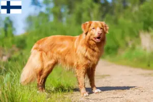 Lire la suite à propos de l’article Nova Scotia Duck Tolling Retriever éleveurs et chiots en Finlande