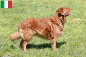 Lire la suite à propos de l’article Nova Scotia Duck Tolling Retriever éleveurs et chiots en Italie