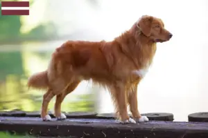 Lire la suite à propos de l’article Nova Scotia Duck Tolling Retriever éleveurs et chiots en Lettonie
