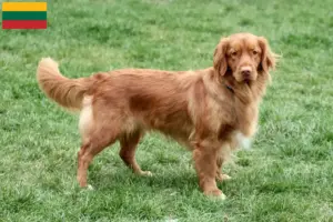 Lire la suite à propos de l’article Nova Scotia Duck Tolling Retriever éleveurs et chiots en Lituanie