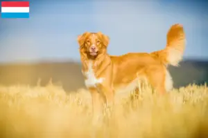 Lire la suite à propos de l’article Nova Scotia Duck Tolling Retriever Éleveurs et chiots au Luxembourg