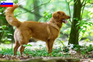 Lire la suite à propos de l’article Nova Scotia Duck Tolling Retriever éleveurs et chiots en Slovénie