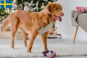 Lire la suite à propos de l’article Nova Scotia Duck Tolling Retriever éleveurs et chiots en Suède