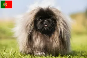 Lire la suite à propos de l’article Éleveurs de Pékinois et chiots au Portugal