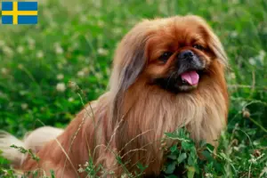Lire la suite à propos de l’article Éleveurs de Pékinois et chiots en Suède