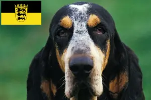 Lire la suite à propos de l’article Petit Bleu de Gascogne Éleveurs et chiots en Baden-Württemberg