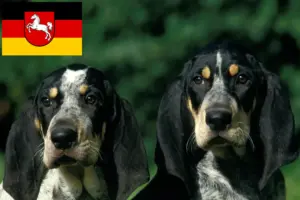 Lire la suite à propos de l’article Petit Bleu de Gascogne Éleveurs et chiots en Basse-Saxe