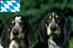 Lire la suite à propos de l’article Petit Bleu de Gascogne Éleveurs et chiots en Bavière