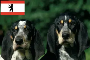 Lire la suite à propos de l’article Petit Bleu de Gascogne Éleveurs et chiots à Berlin